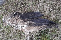 Namesto zatočišča jih čaka metek: poleg krila sestreljenega Peruna našli še truplo ogroženega pelikana
