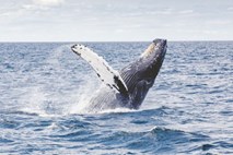 Japonska razmišlja o umiku iz komisije za kitolov 