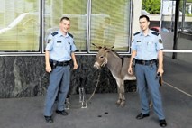 Policisti in živali