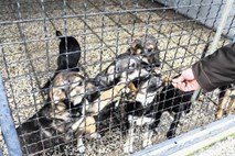 Občina želi zavetišče za zapuščene živali na Gmajnicah opremiti po nižji ceni od ponujenih