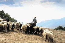 Pastirji in kmetijski strokovnjaki