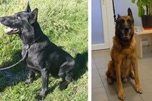 Policijska psa Lux in Hilton iščeta nov dom