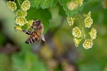 Rastline lahko slišijo brenčanje čebel