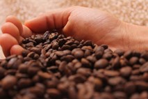 Zaradi nizke cene kave v krizi pridelovalci kave v Etiopiji 