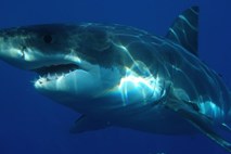 Znanstveniki v dvomih: zakaj je vedno manj ugrizov morskih psov?