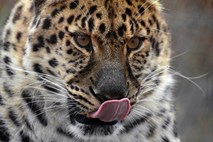 #video Podivjani leopard zdrvel v množico ljudi 