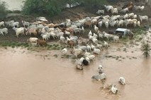 Zaradi poplav v Avstraliji bi lahko poginilo več sto tisoč glav živine