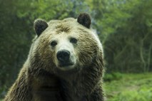 Na biotehniški fakulteti opozorili na pomen odstrela medveda 