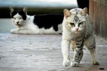Kriza v puljskem Uljaniku prizadela tudi ladjedelniške mačke