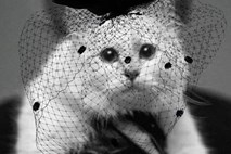 Mačka Karla Lagerfelda bi lahko podedovala 150 milijonov funtov