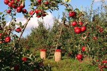 Agencija poziva k plačilu prispevka za promocijo sadja