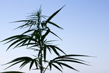 V Srbiji zasegli 1,1 tone marihuane