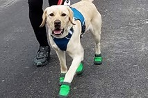 Slepi tekač v spremstvu treh psov  pretekel newyorški polmaraton