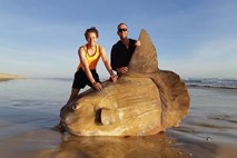 Na avstralsko obalo naplavilo nenavadno ribo 