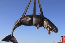 Pred Sardinijo naplavilo kitovko z več kot 20 kilogrami plastike v želodcu 