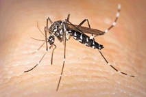 Komarji med poslušanjem dubstepa pozabijo na parjenje in pitje krvi