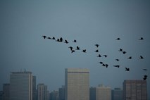 Zaradi ameriških nebotičnikov letno pogine več kot pol milijarde ptic  