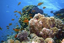 Za obnovo Velikega koralnega grebena ni ostalo skoraj nič več koral
