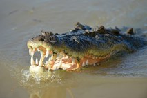 #video Na gladino reke se je dvignil krokodil s truplom pogrešanega moškega v gobcu
