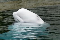 Norveški ribiči našli ruskega vojaškega belega kita
