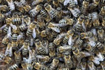 Množične kraje čebel v čebelarskem raju