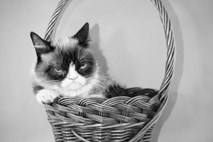 Poginila je čemerna mačka Grumpy Cat