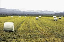 Kmetijci o načrtovanem zemljiškem maksimumu: državno zemljo naj obdelujejo slovenske kmetije, ne tujci
