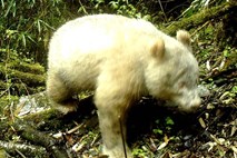 Kamere ujele prvo albino pando v naravnem okolju