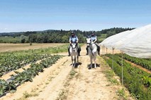 Kraja poljščin: pridelke na njivah varujejo policijski psi in konjenica