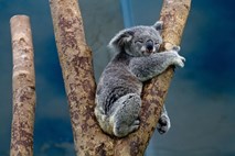 V avstralski divjini le še 80.000 koal