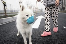 Zaradi onesnaženega zraka tudi psi nosijo maske