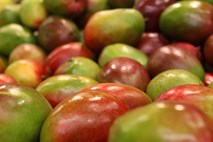 Filipini hitijo s prodajo dveh milijonov kilogramov mangov