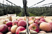 Neznani pesticid v prehranski verigi