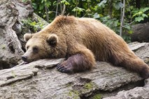 Odbor DZ skozi predlog interventnega zakona o odvzemu medveda in volka