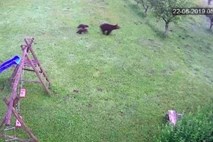 Le še nekaj dni za odstrel medvedke z mladiči, tega preprečujejo tudi aktivisti
