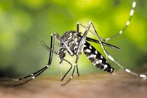 Komarji virus Zahodnega Nila prenašajo tudi pri nas