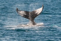 Japonski kitolovci po 31 letih niso več »znanstveniki«