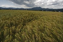 Kmetje ponudili izhodiščne pogajalske cene za pšenico