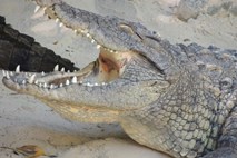 Metanje drog v stranišče bi lahko povzročilo omamljenje krokodilov