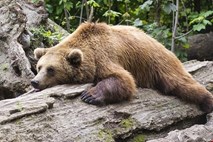 Lovci doslej po interventnem zakonu odstrelili 38 medvedov