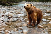 V Italiji že pet dni iščejo pobeglega medveda slovenskega porekla