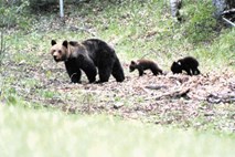 Lovni turizem: Slovenski medvedi mikajo sosede