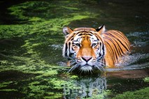 V Indiji že skoraj 3000 prostoživečih tigrov