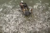 #video V Kentuckyju se proti invazivni vrsti rib borijo z električnimi šoki