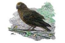 Na Novi Zelandiji odkrili fosil papagaja velikana
