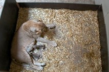 Levinja je v živalskem vrtu tri dni po skotitvi ubila in pojedla svoja mladiča