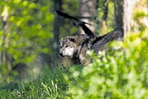 Volkovi v Davči napadli bika