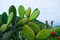 S kaktusi do rešitve problema plastičnih odpadkov