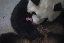 #foto #video V živalskem vrtu v Belgiji prišla na svet dvojčka orjaške pande