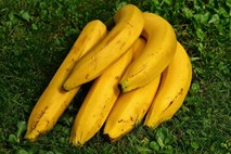 V Kolumbiji odkrili nevarno glivo, ki ogroža banane